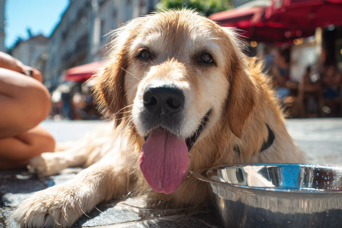 Warning Signs of Dehydration in Dogs