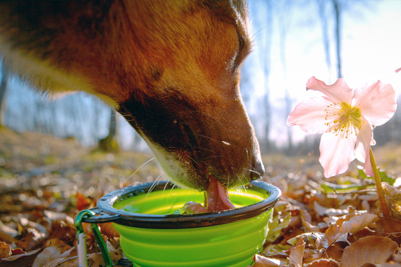 How Dogs Drink, Why it Matters